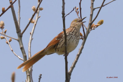 Moqueur roux (Brown thrasher)