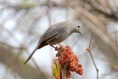 Moqueur chat (Gray catbird)