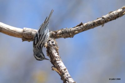 Paruline noir et blanc (Black-and-white warbler)