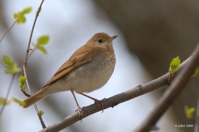 Grive fauve (Veery)