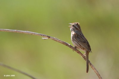 Bruant chanteur (Song sparrow)