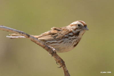 Bruant chanteur (Song sparrow)