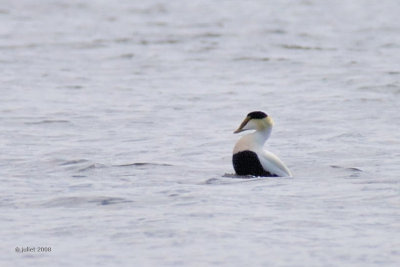 Eider  duvet (Common eider)