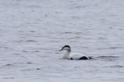 Eider  duvet (Common eider)