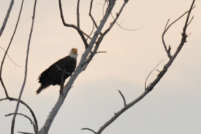 Pygargue  tte blanche (Bald eagle)