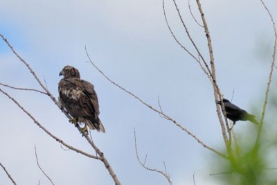 Pygargue  tte blanche, juvnile (Bald eagle)