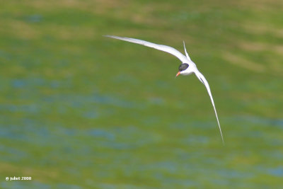 Sterne pierregarin (Common tern)