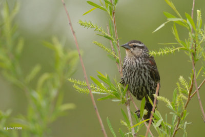 Carouge  paulettes, jeune mle (Red-winged blackbird)