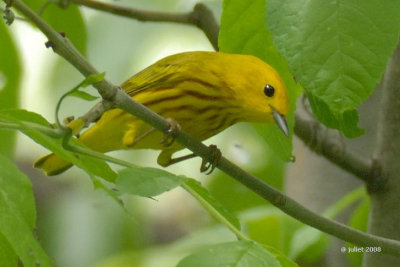 Paruline jaune (Yellow warbler)