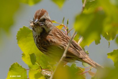 Bruant chanteur (Song sparrow)