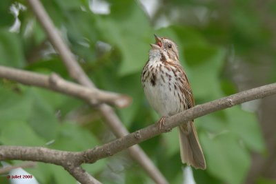 Bruant chanteur (Song sparrow)