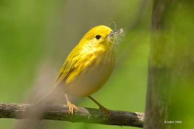 Paruline jaune (yellow warbler)