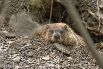 Marmotte (Groundhog)