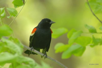 Carouge  paulettes (Red-winged blackbird)