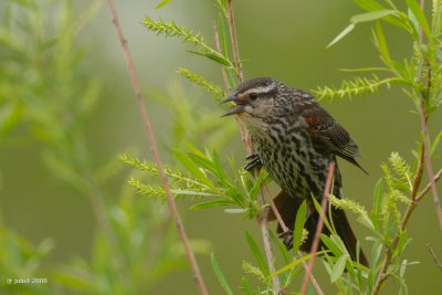 Carouge  paulettes (Red-winged blackbird)