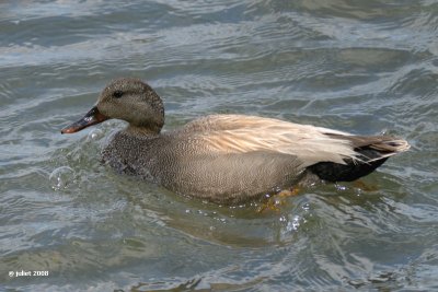 Canard chipeau, mle (Gadwall)