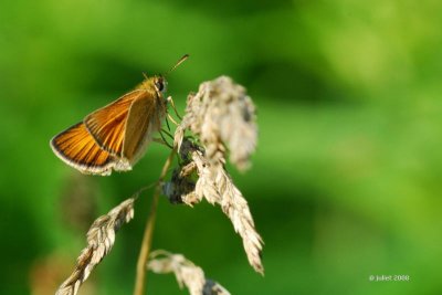 Hesprie des gramines (European Skipper)-Thymelicus lineola