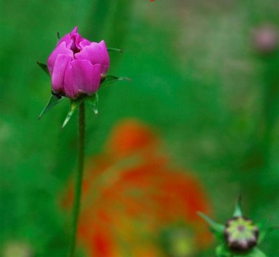 Blooming Rose