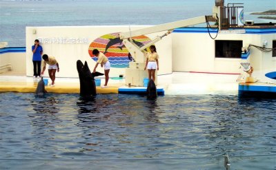 Ocean Expo Dolphin Show