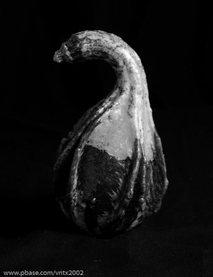 DSC_7075.jpg