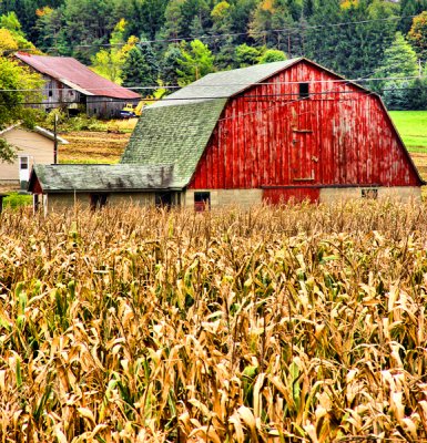 Lots of Corn and A Big Red Barn
