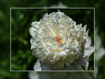 Tipped Peony