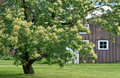 Our Chestnut Tree...