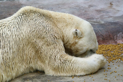 Falling Asleep In the Food!