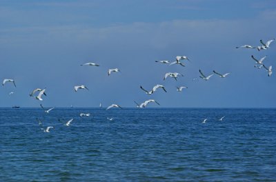 Taking Flight