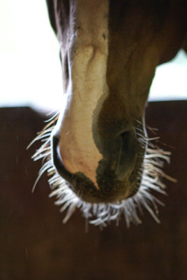 Wispy Whiskers!