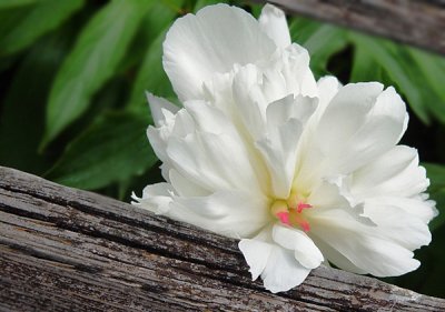 Resting Peony