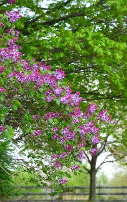 Lilacs...
