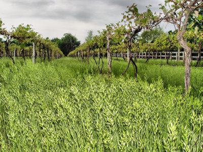 Along the Grapes