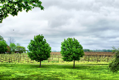 New Vineyard In the Works