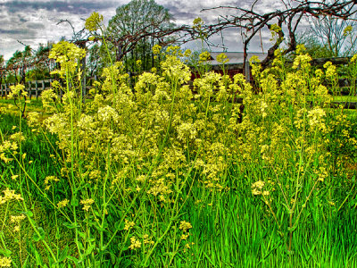 Mustard Seed
