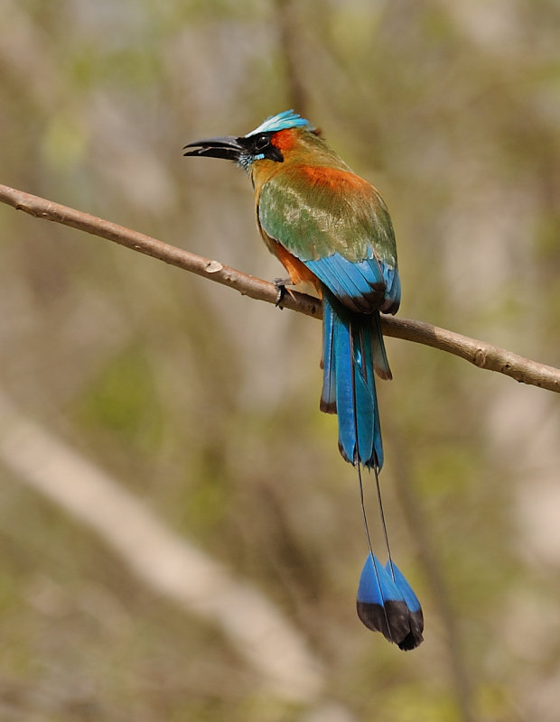 Turquoise browed motmot_4539.jpg