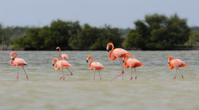 Flamingos_4713.jpg