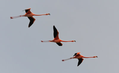 Flamingos_4728.jpg