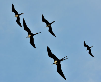 Frigate Birds_4654.jpg