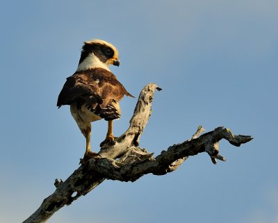 Laughing falcon_4736.jpg