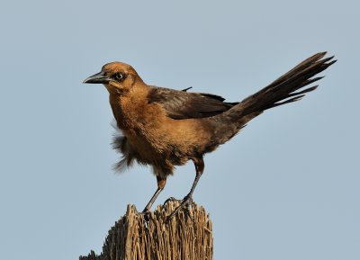 Great tailed grackle f_4127.jpg