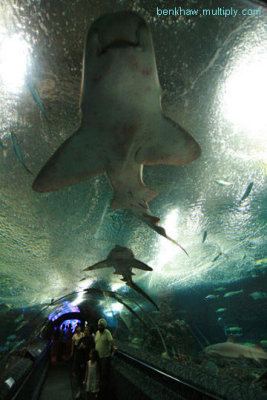 Sentosa aquarium.jpg