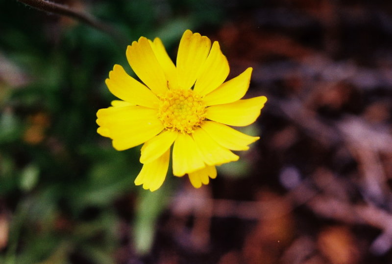 Lakeside daisy, close-up.