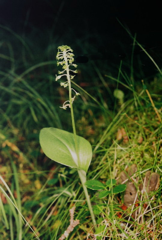 43a) This  Malaxis unifolia was growing on the same hummock as the M. paludosa.