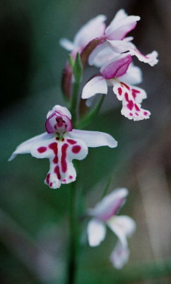 Amerorchis, Arethusa, Calopogon, Calypso, Corallorhiza