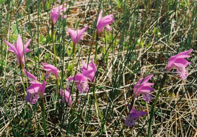 A. bulbosa, Port aux Basques, Nfld. 7/8/07 jpg
