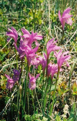 A. bulbosa, Port aux Basques, Nfld. 7/8/07 jpg