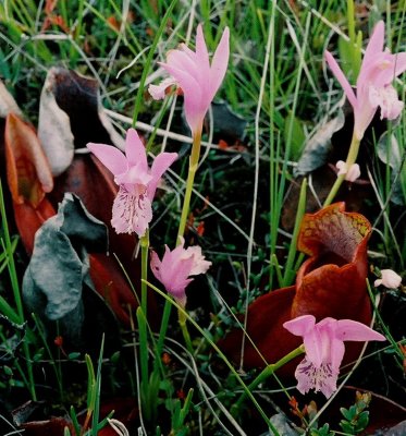 A. bulbosa with pitcher plants, Sarracenia purpurea. Western Brook Pond Trail, Gros Morne Nat'l Park, Nfld 7/11/07 .jpg