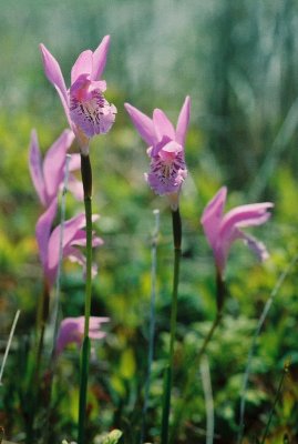 A. bulbosa forma subcaerulea. Port aux Basque Nfld. 7/8/07 jpg