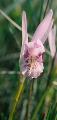 A. bulbosa, light pink flower. Rocky Harbour Bog, Nfld. 7/11/07 jpg
